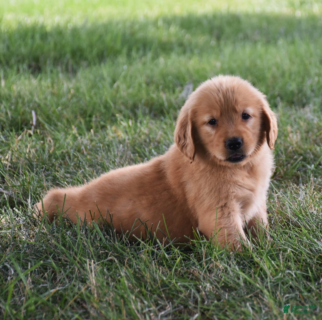 Golden Retriever dogs for sale: Golden Retriever 8 puppies - Image 29