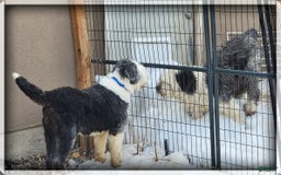 Old English Sheepdog dogs for sale: Taylee - Image 4