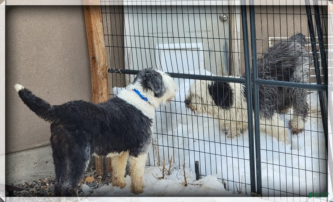 Old English Sheepdog dogs for sale: Taylee - Image 4