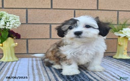 Teddy Bear dogs for sale: Fido - Image 3