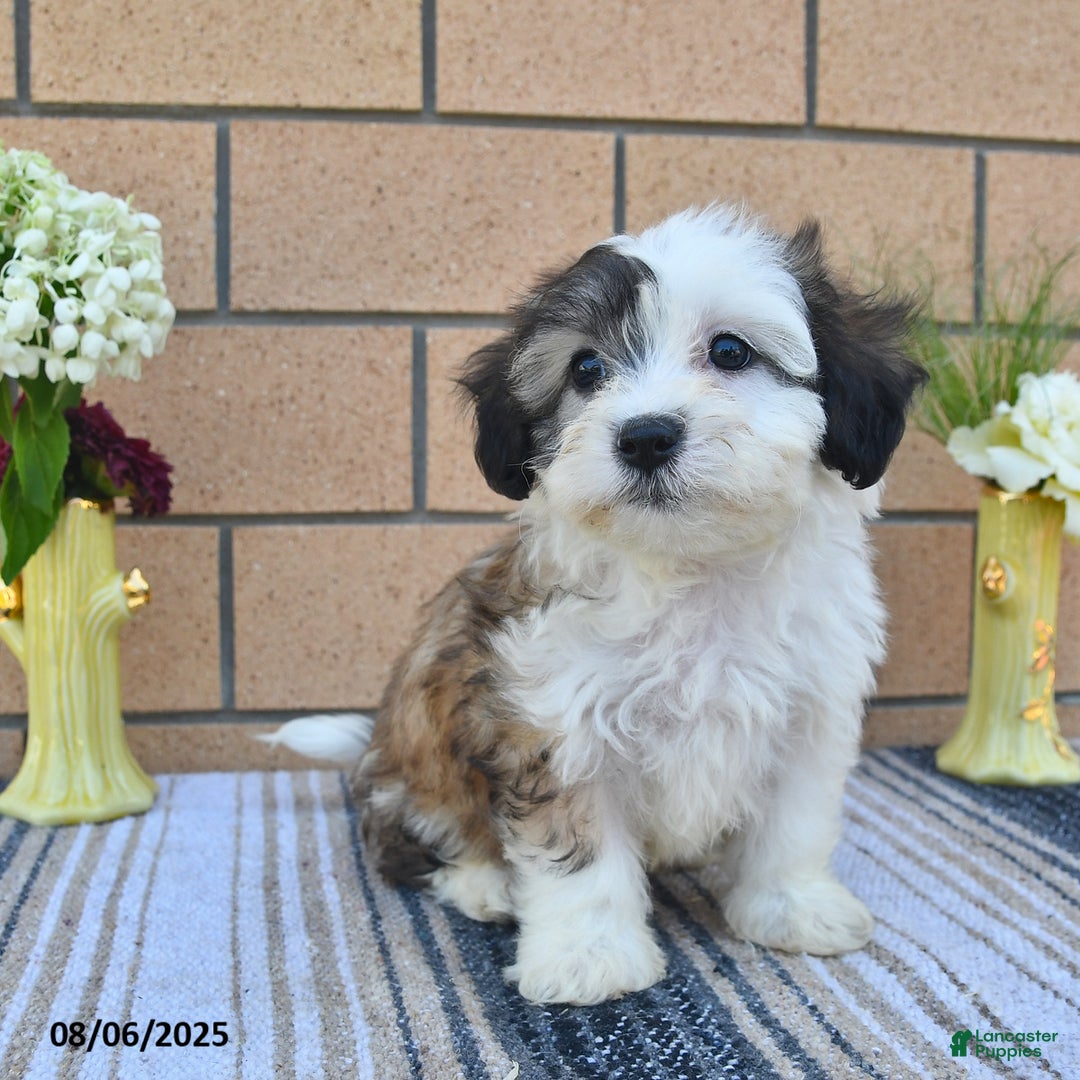 Teddy Bear dogs for sale: Fido - Image 3
