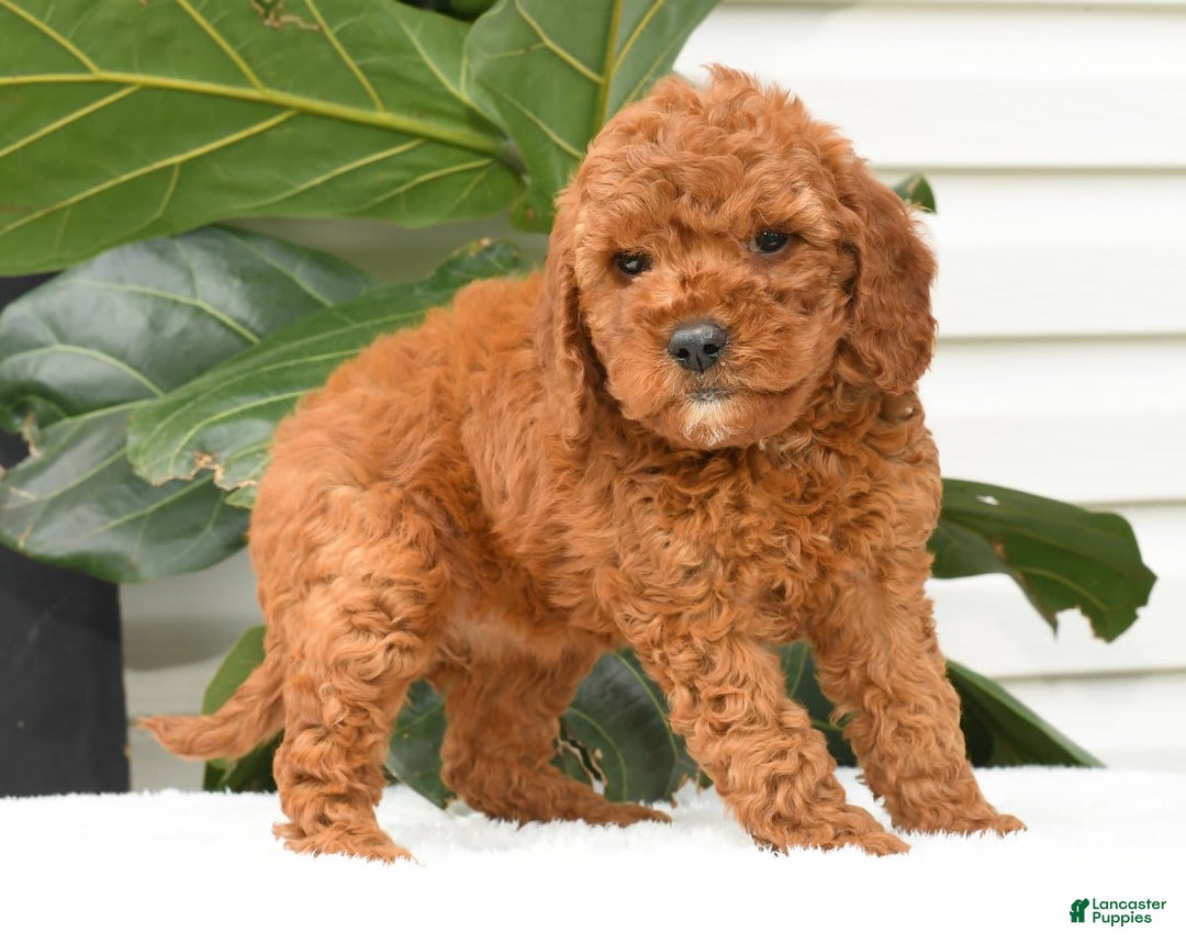 Mini Goldendoodle dogs for sale: Nina - Image 3