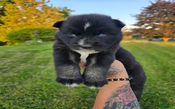 Siberian Husky dogs for sale: Stacy - Image 1