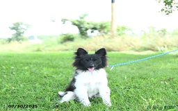 Pomeranian dogs for sale: Cody - Image 17