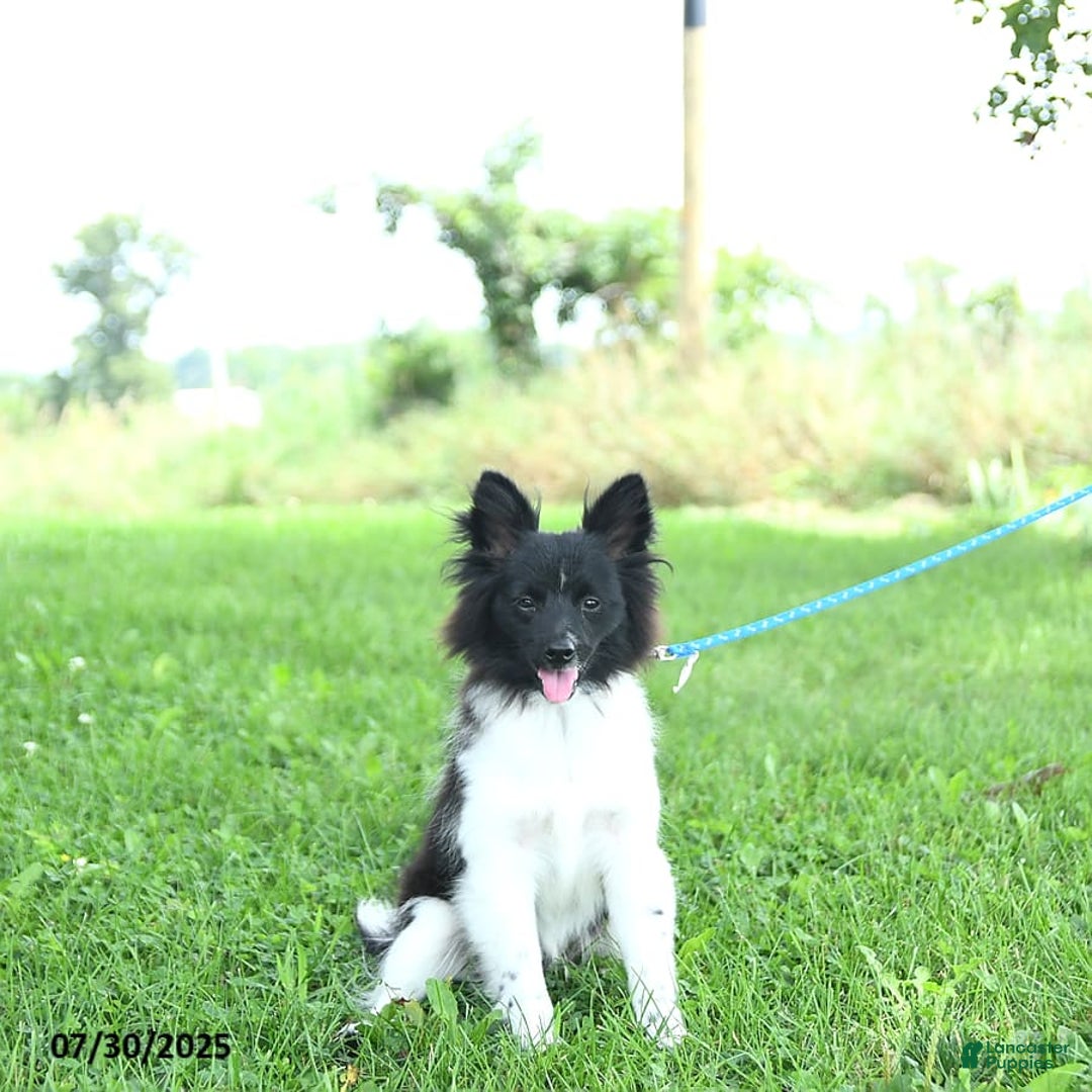 Pomeranian dogs for sale: Cody - Image 17
