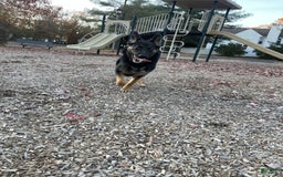 German Shepherd dogs for sale: Luna - Image 6
