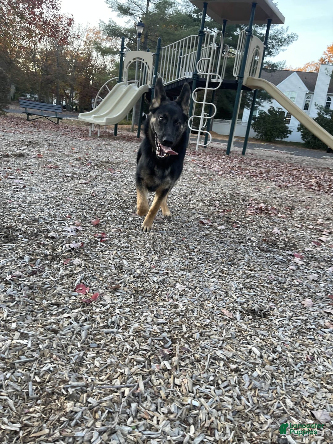 German Shepherd dogs for sale: Luna - Image 6