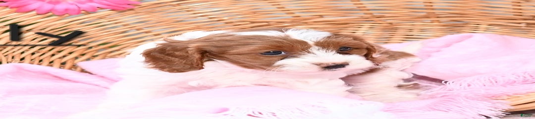 Lilly