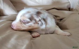 Australian Shepherd dogs for sale: Red Merle Male - Image 3