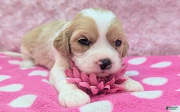 Cockapoo dogs for sale: Rebel - Image 5