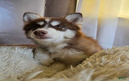 Pomsky dogs for sale: Jr - Image 4