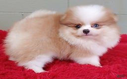 Pomeranian dogs for sale: Simon - Image 1
