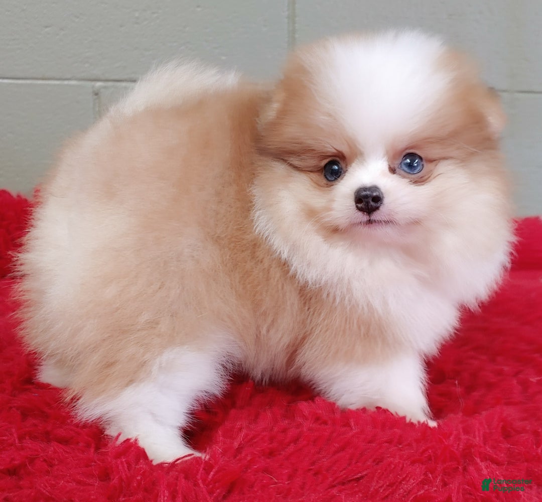 Pomeranian dogs for sale: Simon - Image 1
