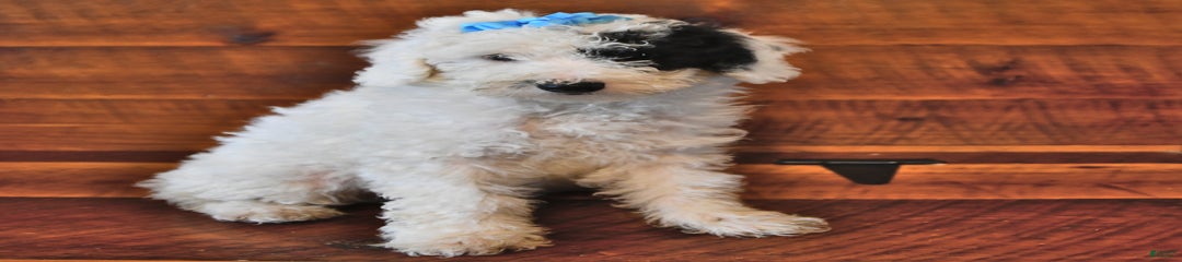 Biscuit