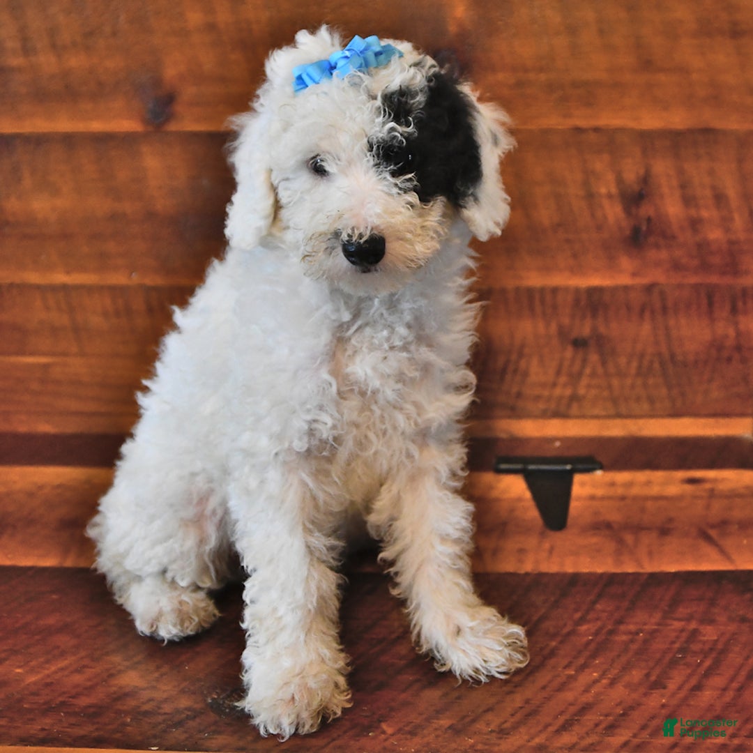 Miniature Poodle dogs for sale: Biscuit - Image 1