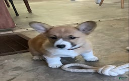 Welsh Corgi Pembroke dogs for sale: Welsh Corgi (Pembroke) 7 puppies - Image 3
