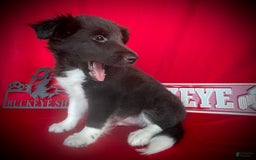 Shetland Sheepdog dogs for sale: Bi-black 6 - Image 2