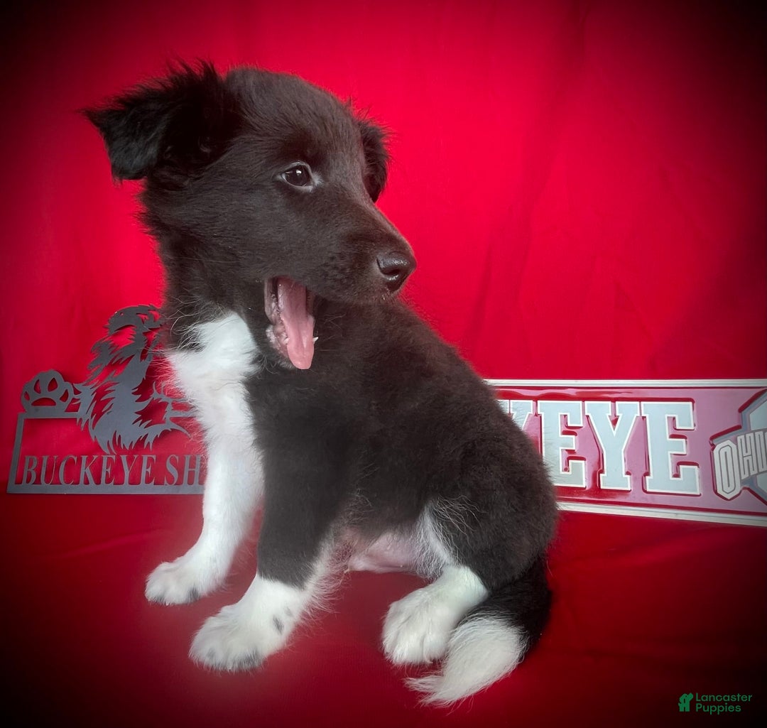 Shetland Sheepdog dogs for sale: Bi-black 6 - Image 2