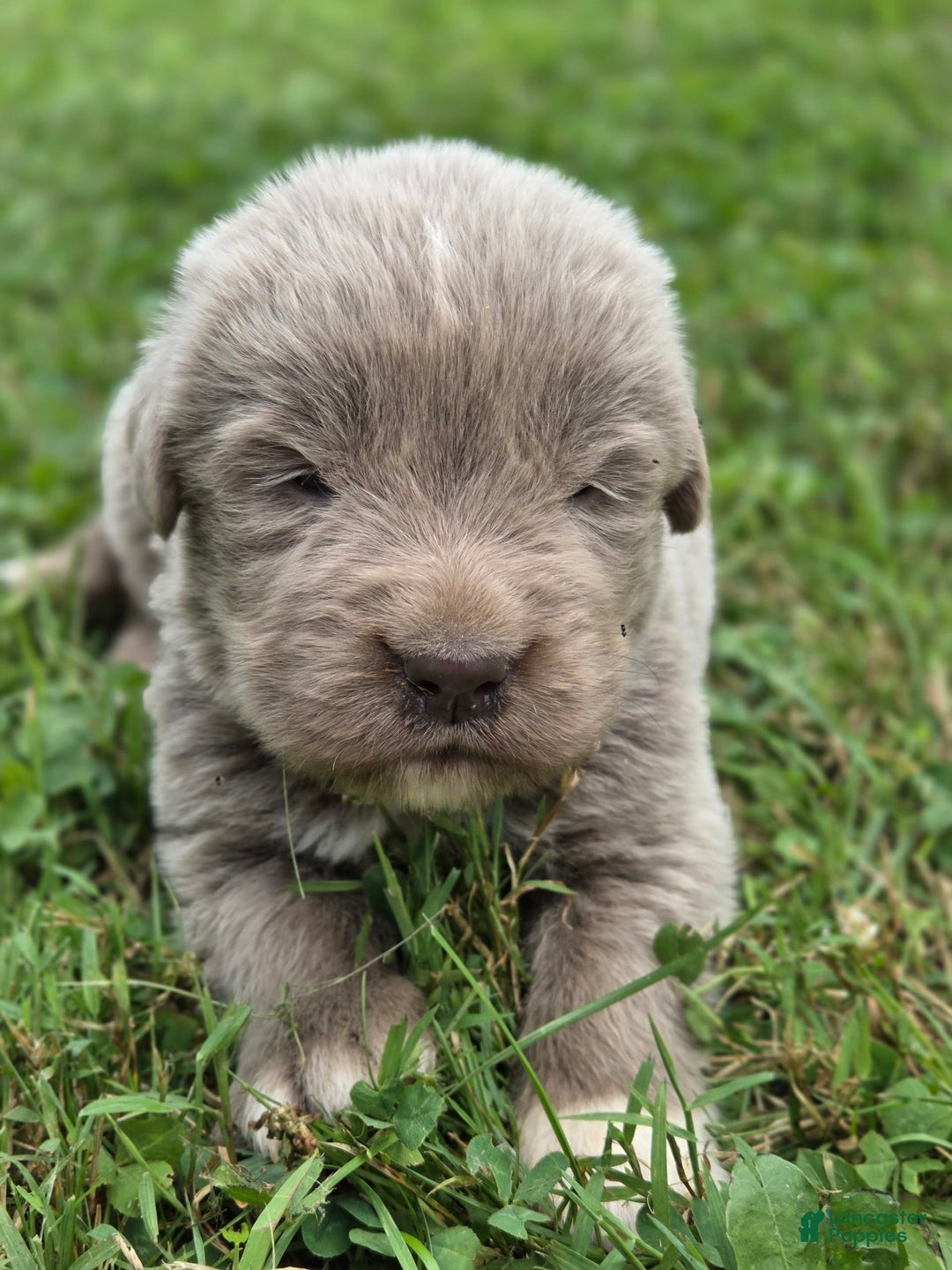 Newfoundland dogs for sale: Smokey - Image 1