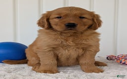 Golden Retriever dogs for sale: Daisy - Image 15