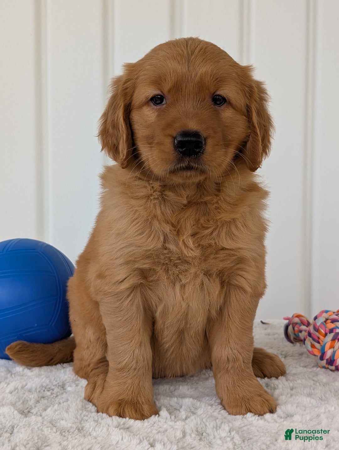 Golden Retriever dogs for sale: Daisy - Image 15