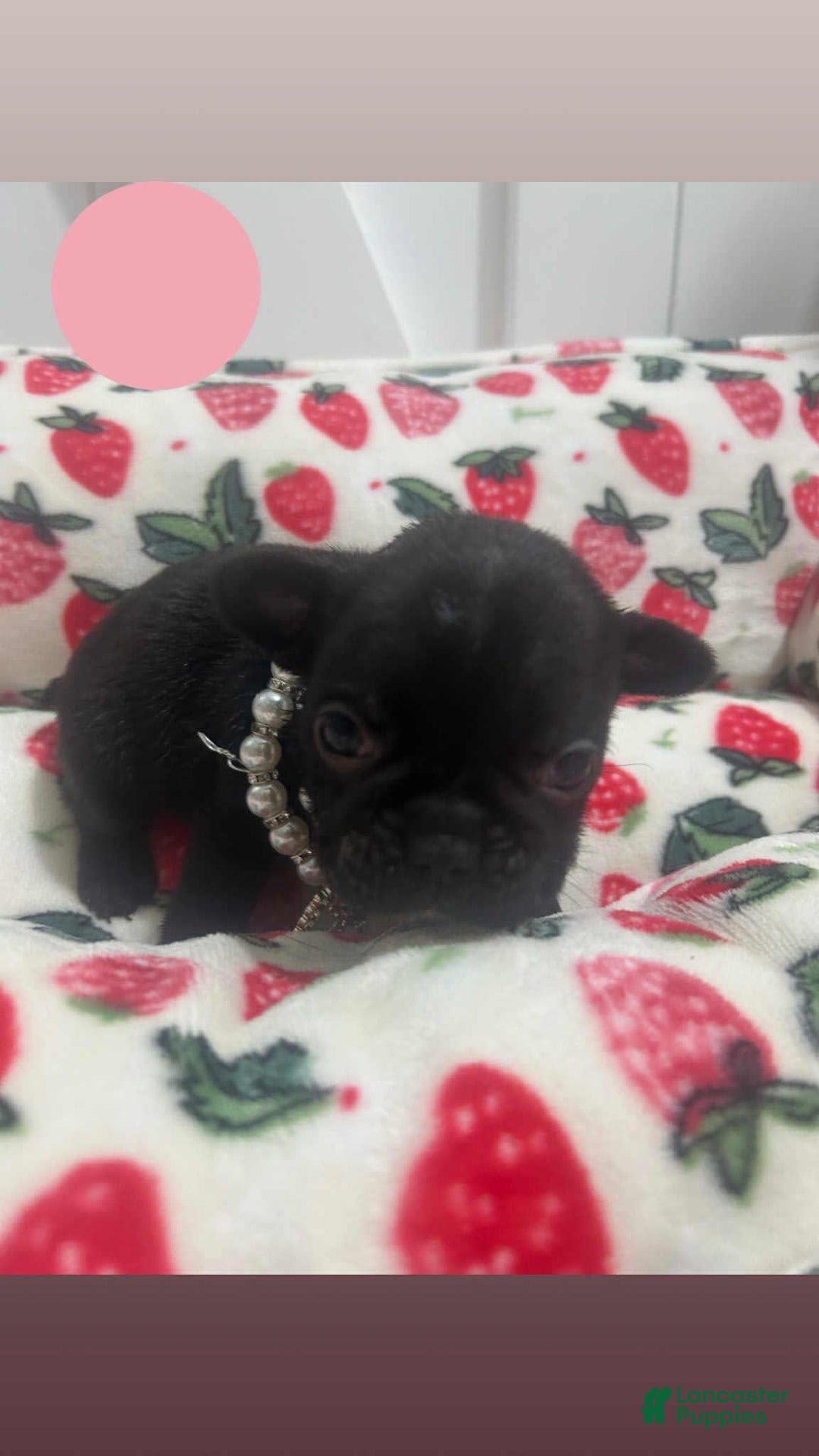 French Bulldog dogs for sale: Precious - Image 3
