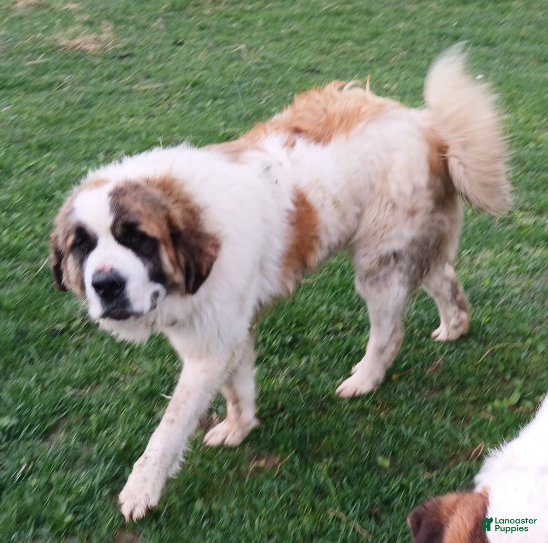Great Pyrenees dogs for sale: Frau - Image 5