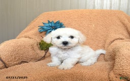 Bichon Frise dogs for sale: Kathy - Image 2