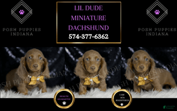 Miniature Dachshund dogs for sale: Lil Dude - Image 5