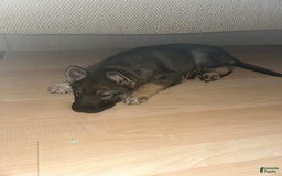 Gerberian Shepsky dogs for sale: Turbo - Image 2