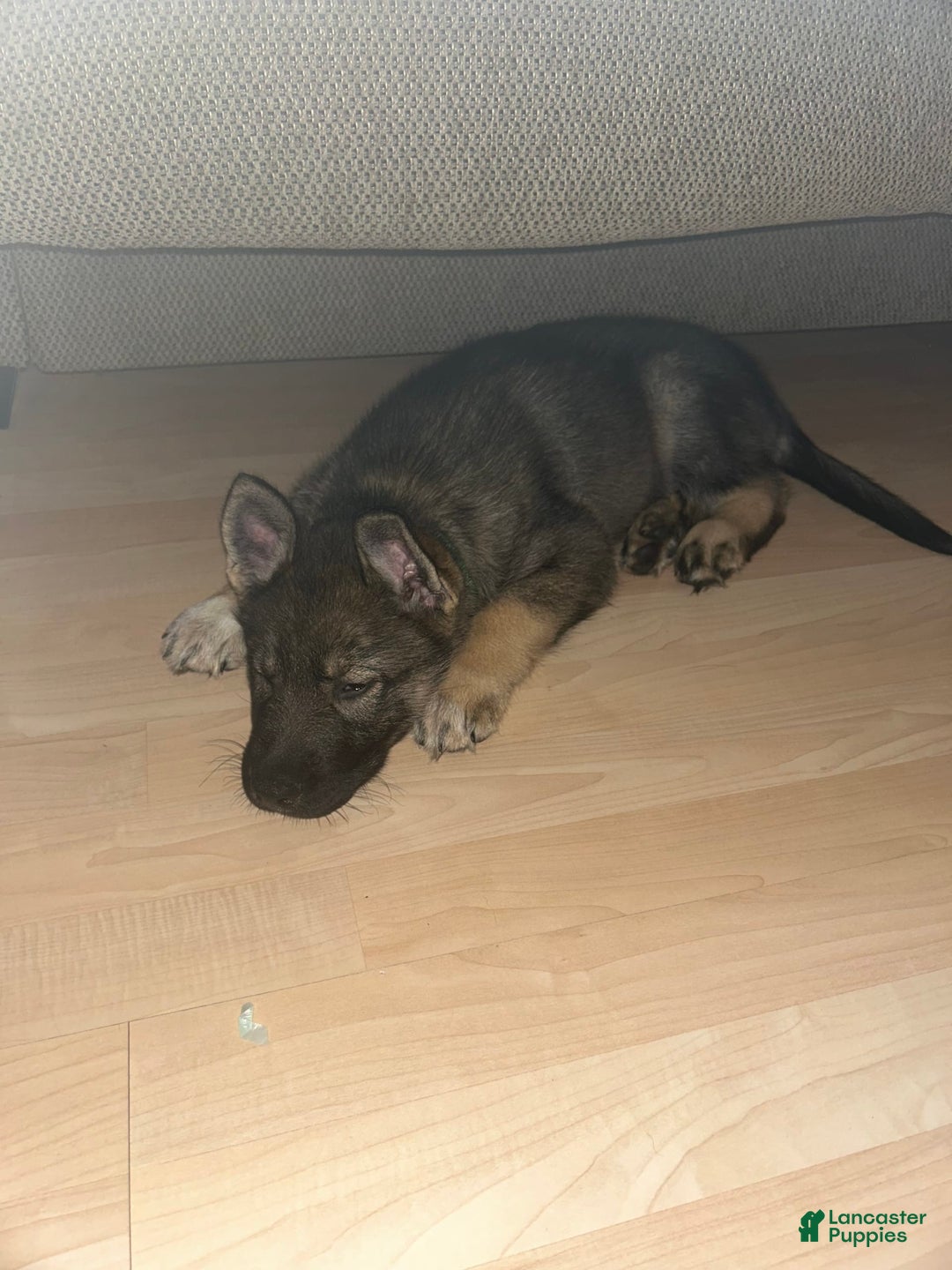 Gerberian Shepsky dogs for sale: Turbo - Image 2
