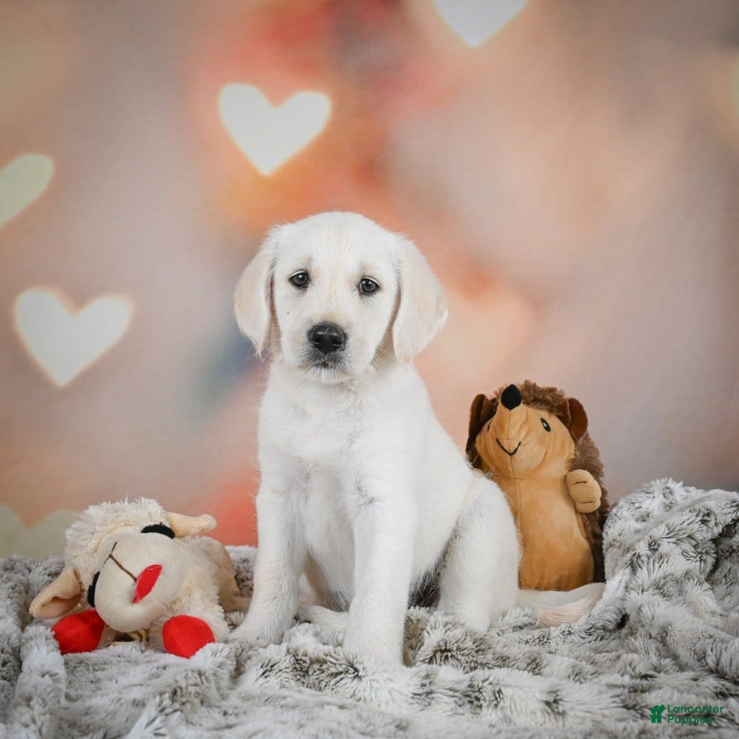 Labradoodle dogs for sale: Rain - Image 3