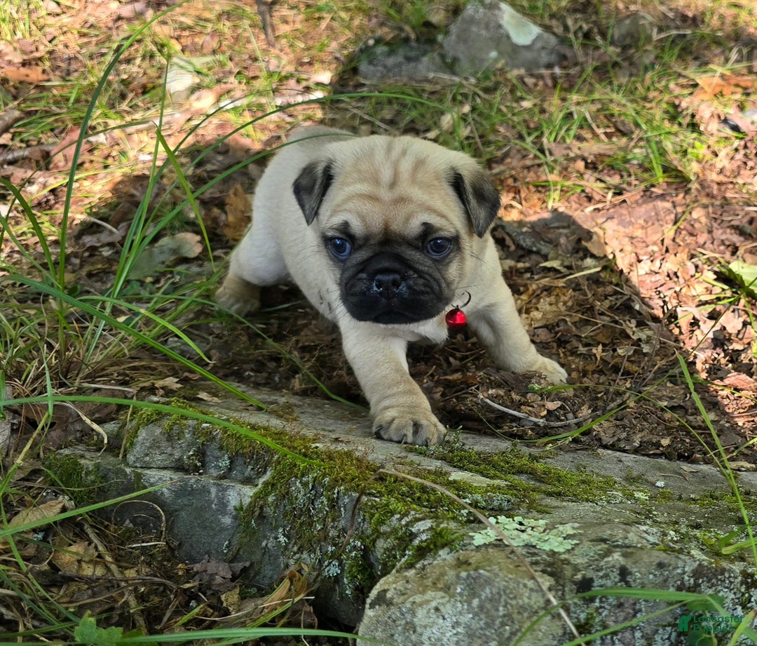 Pug dogs for sale: Don - Image 3
