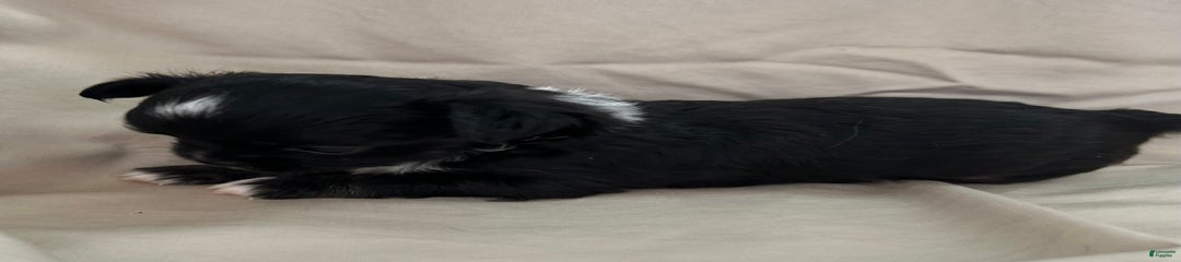 Sadie