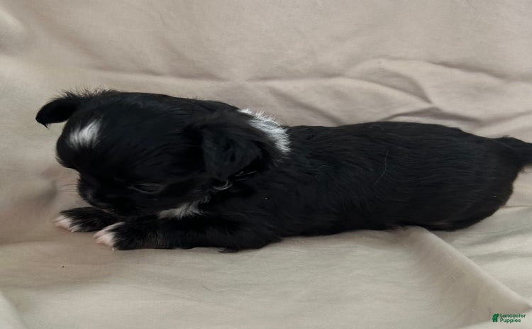 Chihuahua dogs for sale - Ad 2