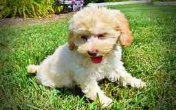 Havapoo dogs for sale: Charity - Image 11