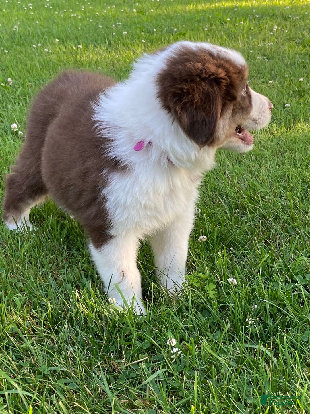 Australian Shepherd dogs for sale: Sami H2 - Image 5