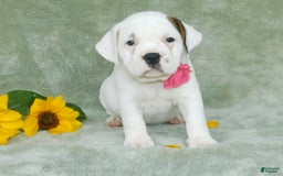 English Bulldog dogs for sale: Jewel - Image 2