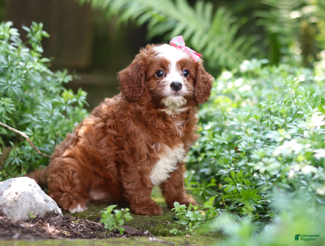 Cavapoo dogs for sale: Levy - Image 11
