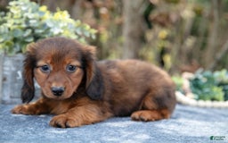 Miniature Dachshund dogs for sale: Mickey - Image 3