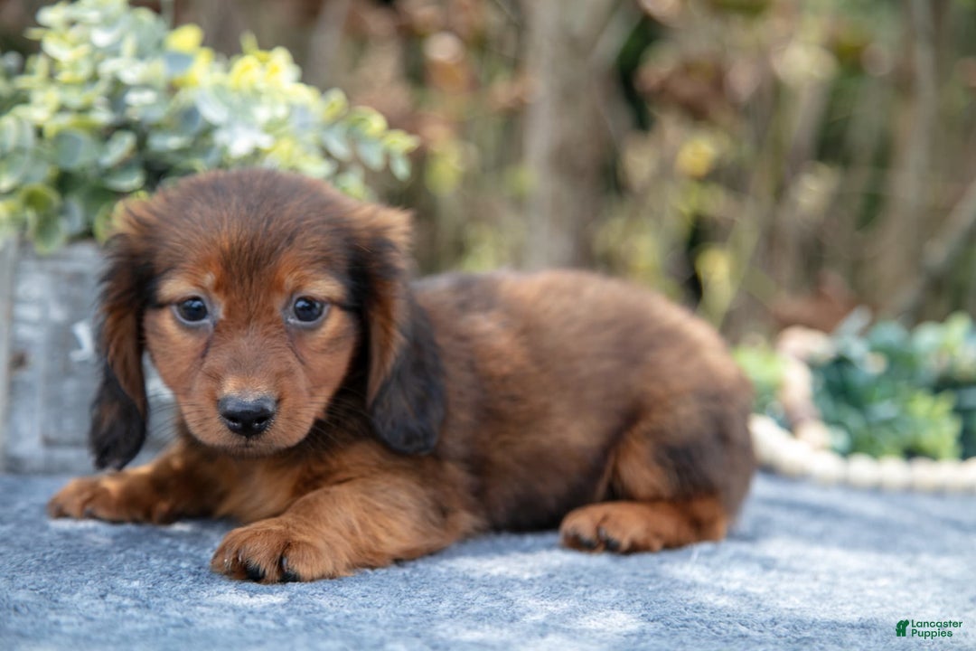 Miniature Dachshund dogs for sale: Mickey - Image 3