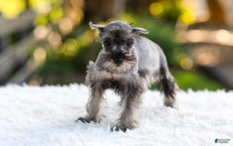 Miniature Schnauzer dogs for sale: Bella - Image 6