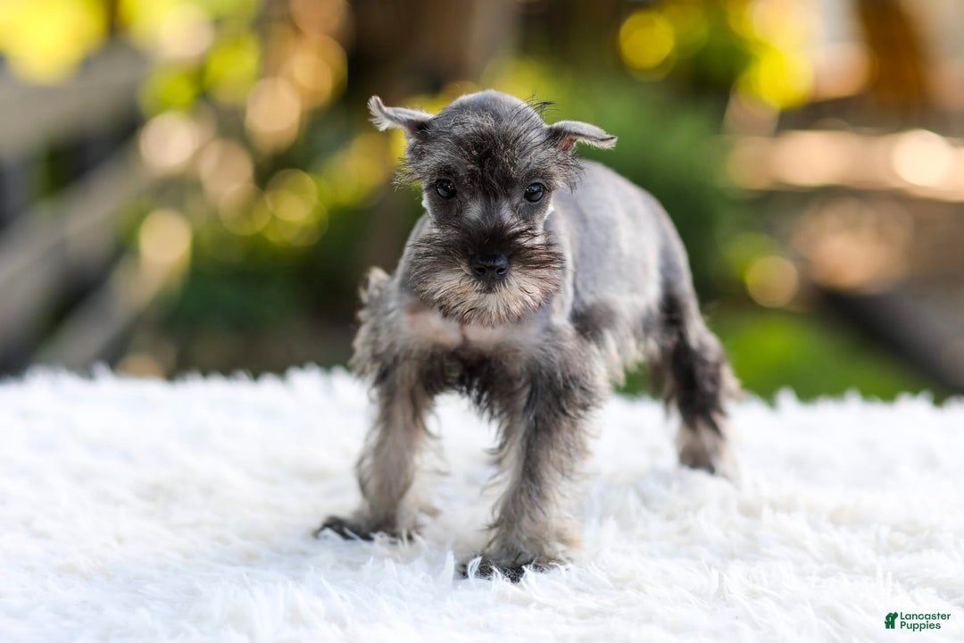 Miniature Schnauzer dogs for sale: Bella - Image 6