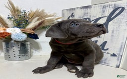 Cane Corso dogs for sale: Ace - Image 1