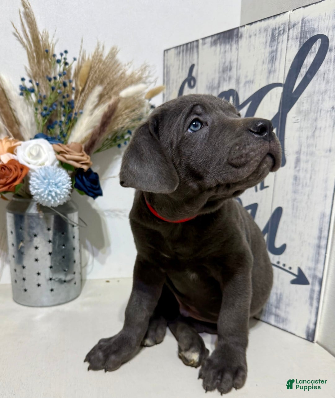 Cane Corso dogs for sale: Ace - Image 1