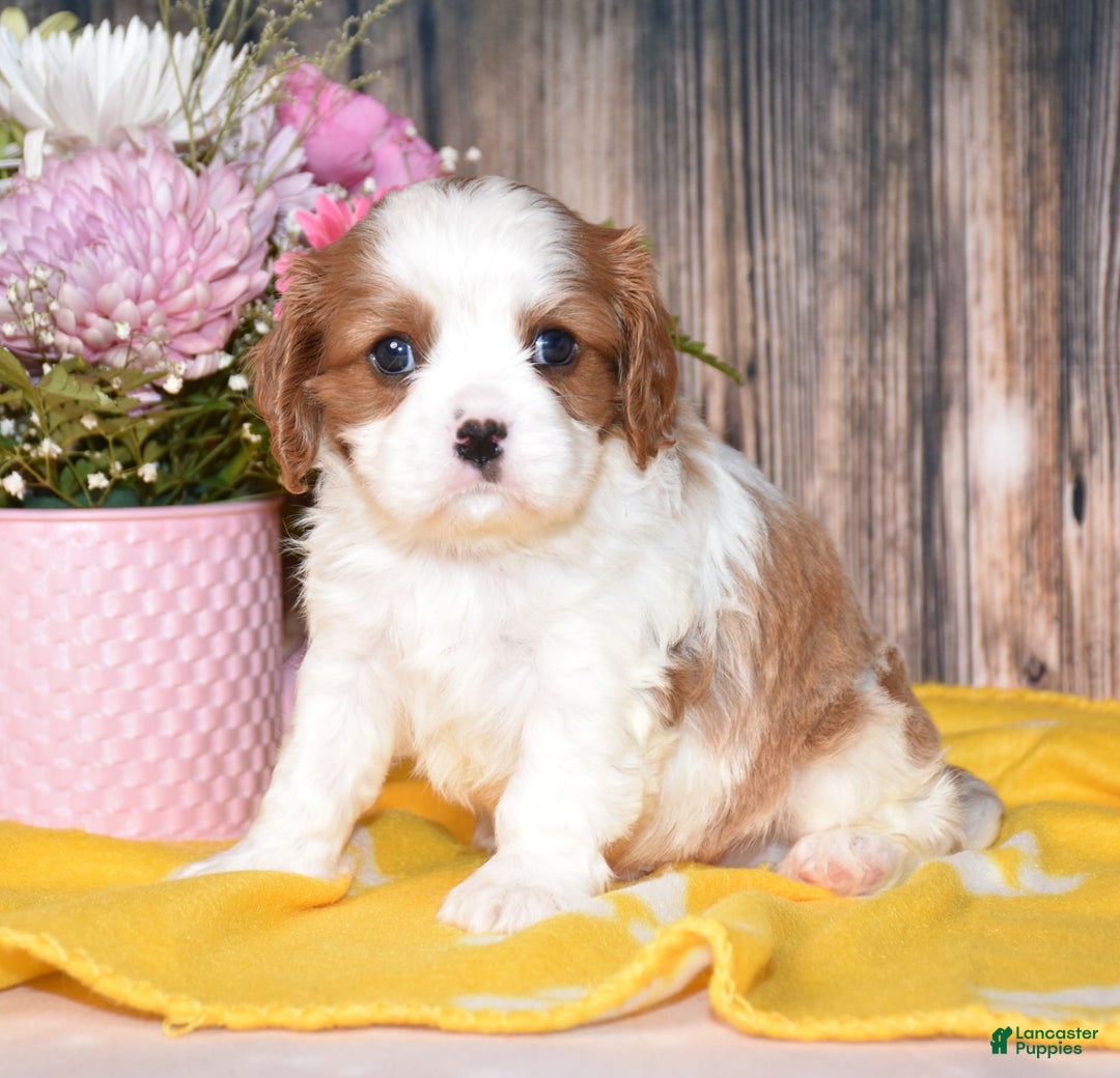 Cavalier King Charles Spaniel dogs for sale: Jude - Image 1