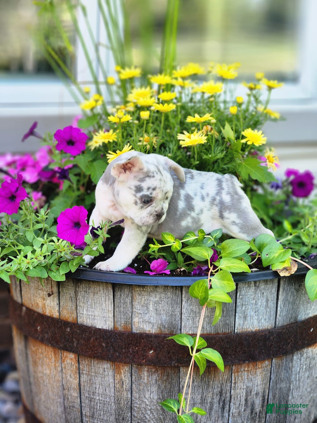French Bulldog dogs for sale: Charlie - Image 2