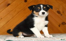 Australian Shepherd dogs for sale: Abby - Image 2