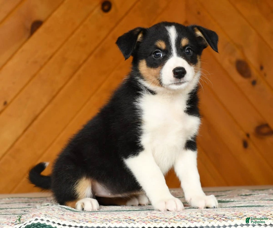 Australian Shepherd dogs for sale: Abby - Image 2