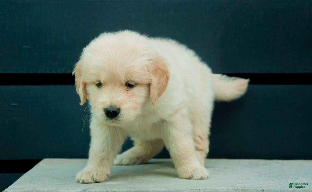 Golden Retriever dogs for sale: Dopey Aka Yellow - Image 1